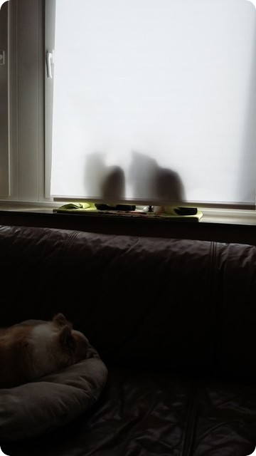 ドイツ　猫　犬　窓　日向