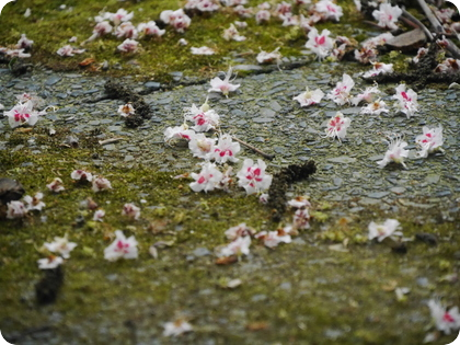 ドイツ　テラス　苔　マロニエの花
