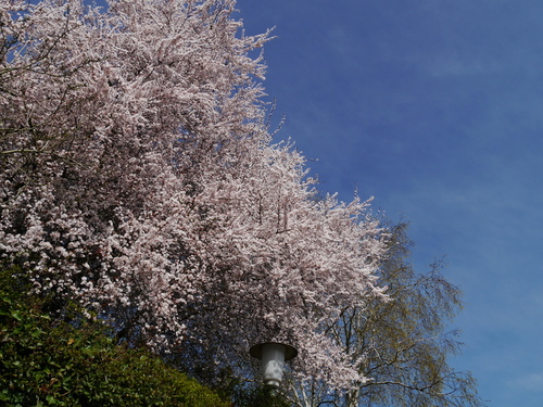 3月　ドイツ　桜