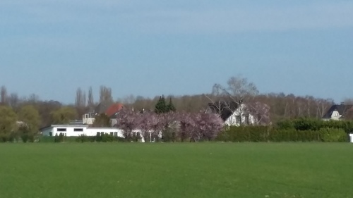 ３月　ドイツ　春　桜