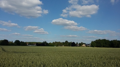 2017.7　ドイツ　景色　麦畑