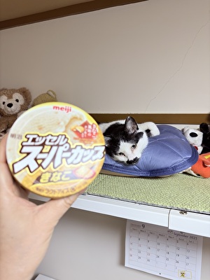 2025 日本 娘たち