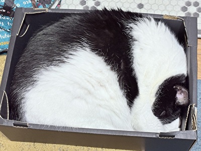 2025 日本 娘たち