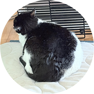 2025 日本 娘たち