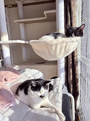 2026 日本 娘たち