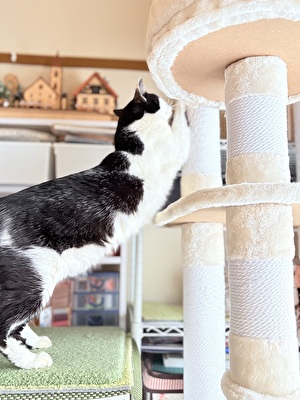 2026 日本 娘たち